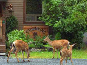Local deer visiting Stormking Spa Retreat and Cabins Mt Rainier. Mount Rainier Cabins at StormkingSpa