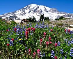 Alpine Meadows full of flowers, world class hiking Mt Rainier. Mount Rainier Cabins at StormkingSpa